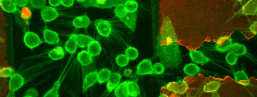 Войди в мир био-электроники и узнай, о чем говорят клетки