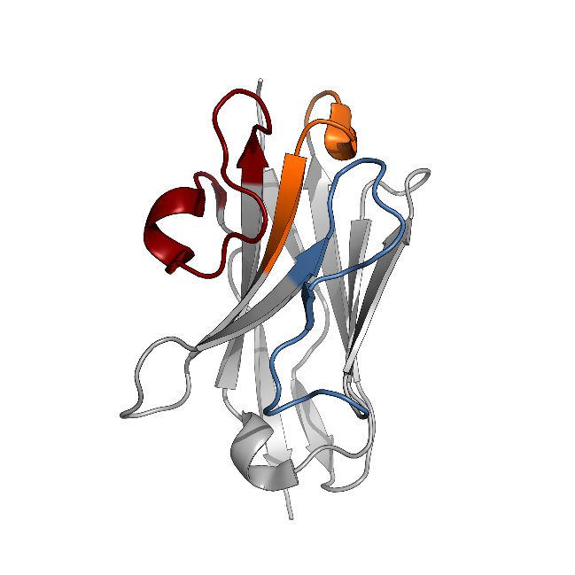  Рисунок 1. Структура прототипного VHH-антитела с разрешением 1.6 Å (PDB:6EZW). Цветом отмечен паратоп связывания с HER3: CDR Н1 (оранжевый), H2 (синий) и H3 (красный).